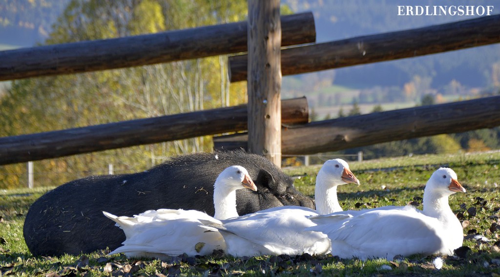 Bonnie_und_Gänse