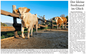 Bericht über Ferdinands neues Leben, nachdem er aus dem Schlachthof entkam