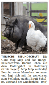 Bericht über die Freundschaft zwischen Schwein Bonnie und Gans Möp Möp