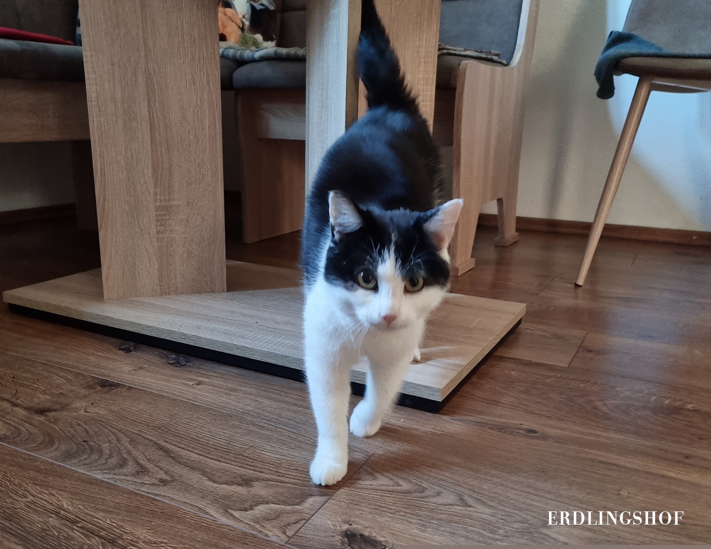 Leo – Erdlingshof